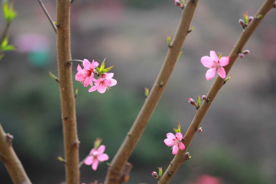 桃花特寫