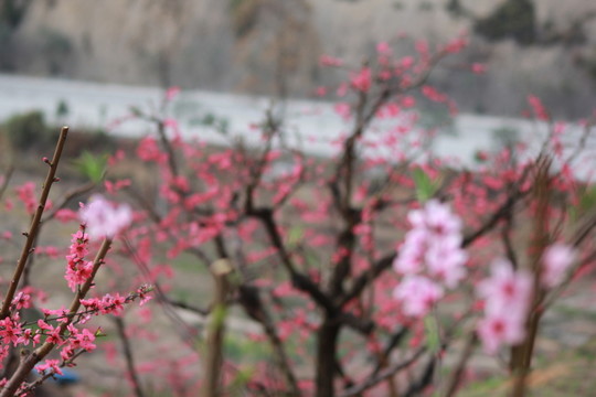 桃花背景圖