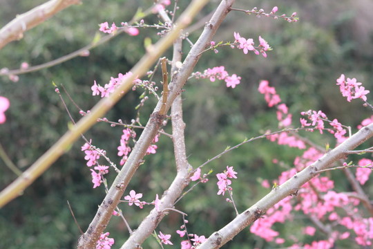 桃花