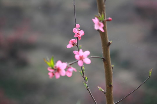 桃花枝特寫