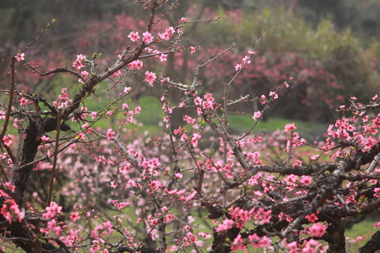 桃花