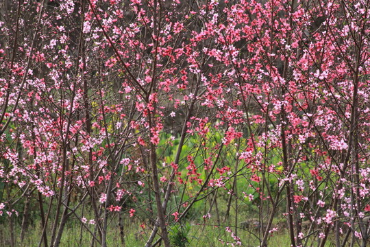 桃花