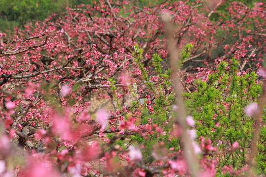 桃花源