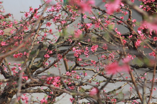 桃花樹(shù)