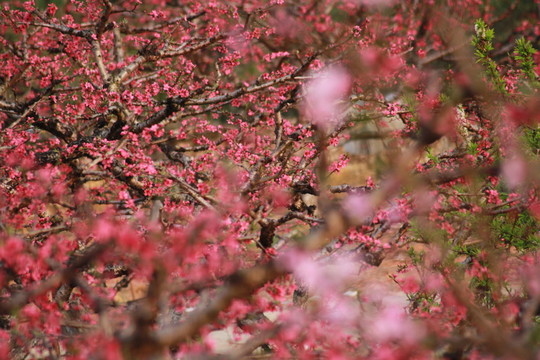 桃花背景