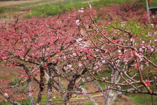 春暖花開(kāi) 桃花