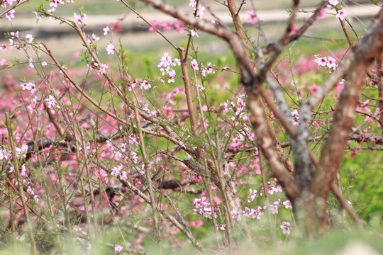 桃花樹
