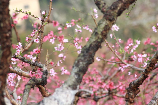 桃花