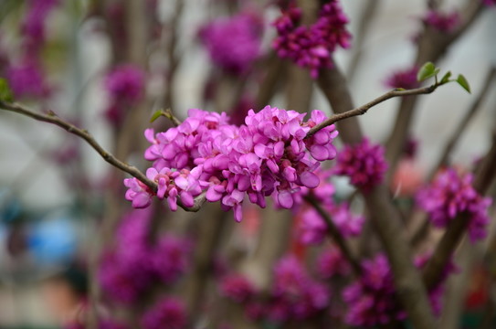 紫荊花