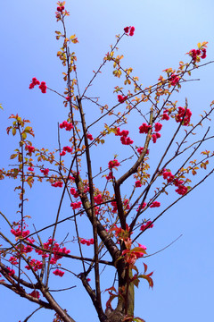 櫻花 花枝 樹枝 藍天