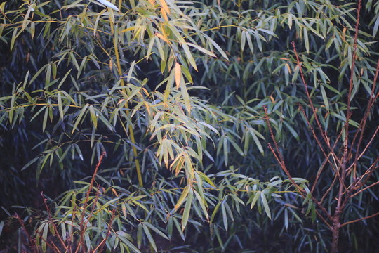竹子