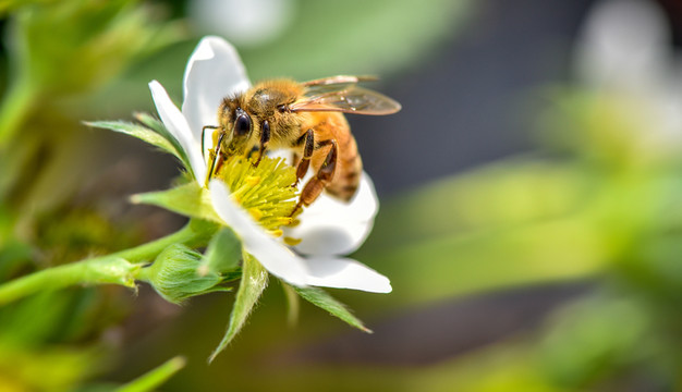 蜜蜂