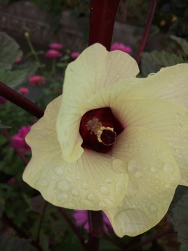 秋葵花