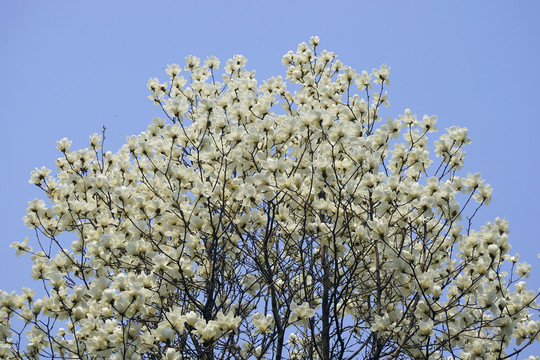 滿樹(shù)玉蘭花
