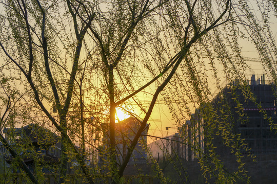 春柳