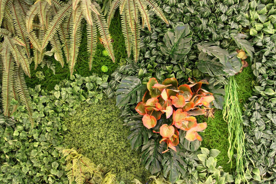 植物墻 綠葉背景 綠化墻 素材