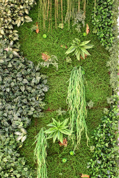 植物墻 綠葉背景 綠化墻 素材
