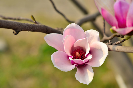 玉蘭花