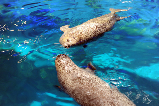 海獅