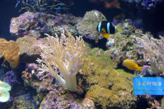海底世界 珊瑚