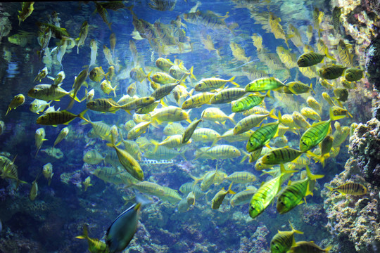 海底世界 魚