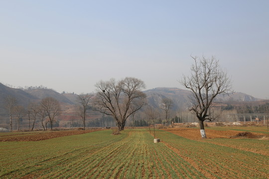 田間風(fēng)景