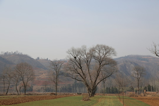 田園