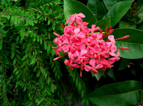 龍船花