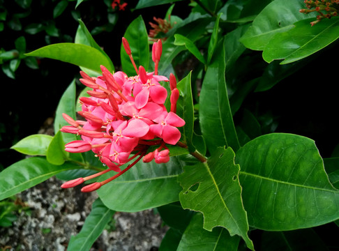 龍船花