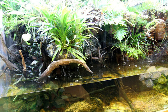 魚(yú)缸 生態(tài) 綠植 假山 園林