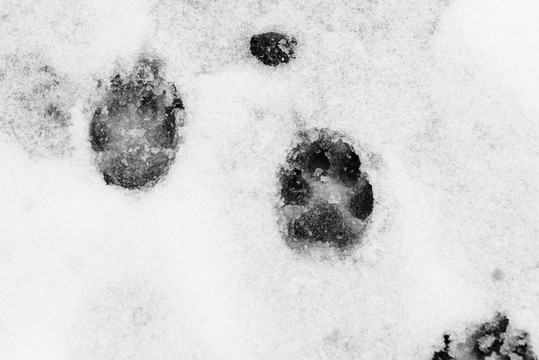 雪地里的狗