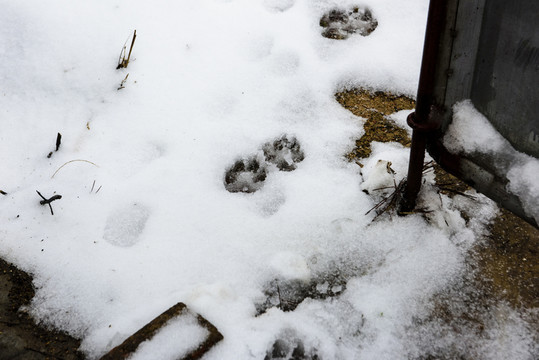 雪地里的狗