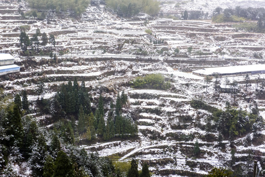 頭場(chǎng)雪