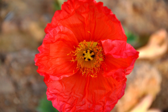 紅色虞美人