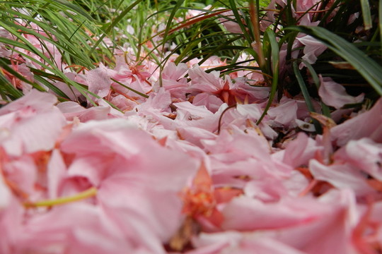 花滿地