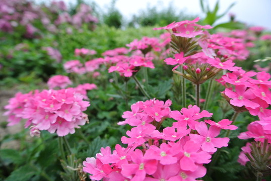 花兒