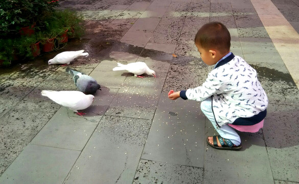 喂鴿子