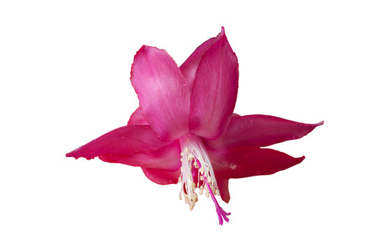 蟹爪蘭花