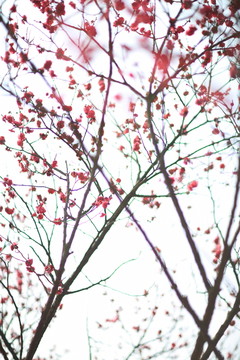 春梅