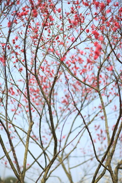 春天的梅花