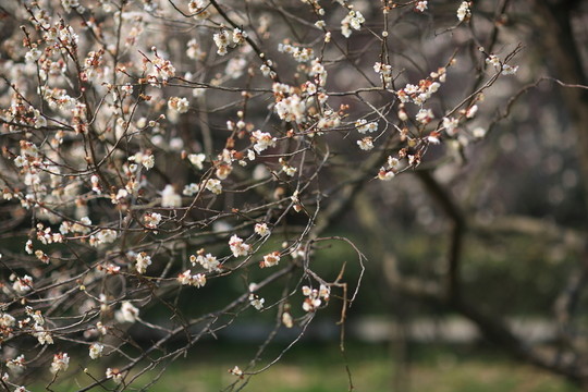 春梅