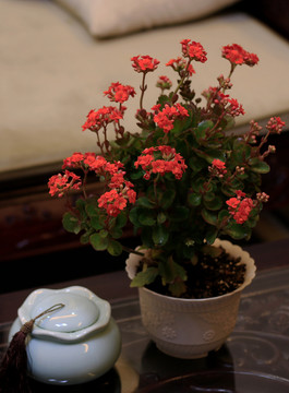 長壽花與茶葉罐