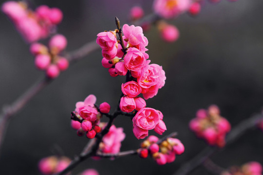 梅花