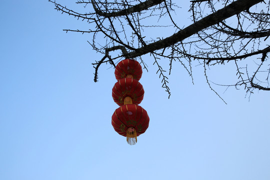 紅燈籠
