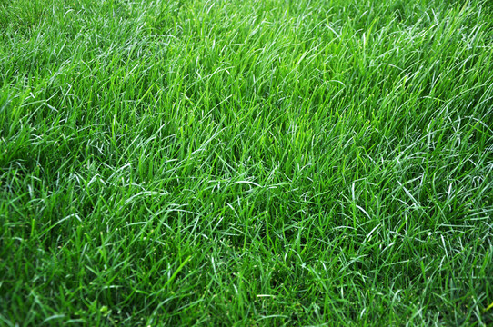 生機(jī)勃勃的草地