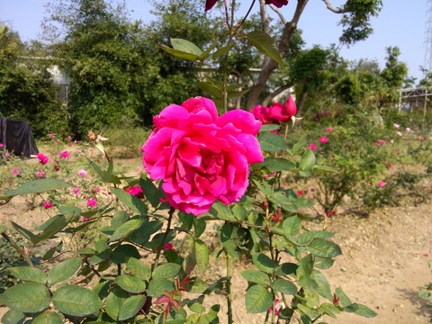 紅玫瑰花
