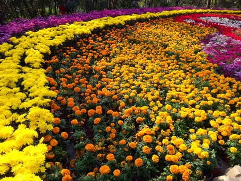 花壇