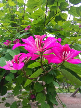 紫荊花
