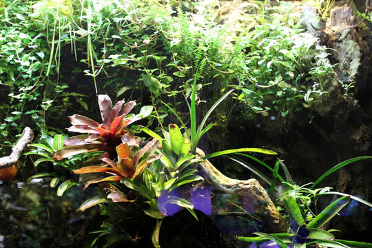 魚(yú)缸 生態(tài) 綠植 假山 園林