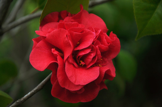 盛開(kāi)的紅色海棠花